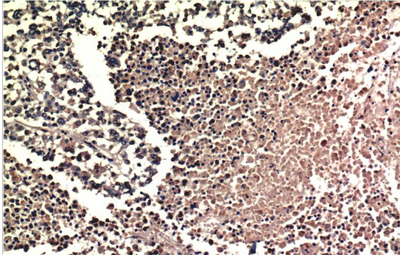 ERK1/2 Mouse Monoclonal Antibody(1H4)