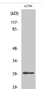 p27 (phospho Ser10) Polyclonal Antibody