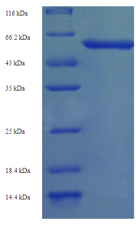 Recombinant Arabidopsis thaliana Protein ABSCISIC ACID-INSENSITIVE 5