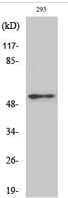 p53 (phospho Ser315) Polyclonal Antibody