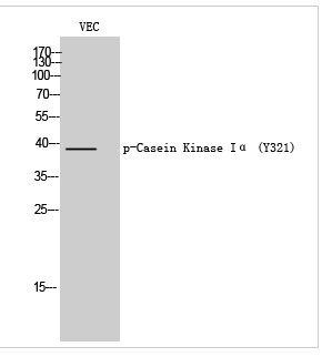 Casein Kinase Iα (phospho Tyr321) Polyclonal Antibody