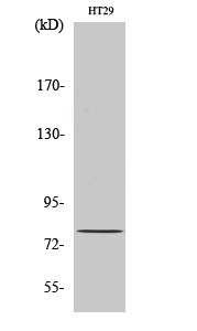 CBP80 Polyclonal Antibody