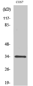 Cdc2 (phospho Tyr15) Polyclonal Antibody
