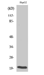 Bax Polyclonal Antibody