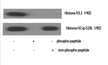 Histone H3 (phospho Ser28) Polyclonal Antibody