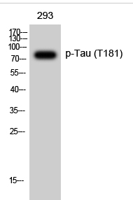 Tau (phospho Thr181) Polyclonal Antibody