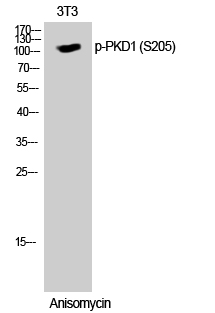 PKD1 (phospho Ser205) Polyclonal Antibody