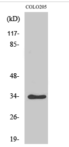 Cdk2/Cdc2 (phospho Thr160) Polyclonal Antibody