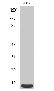 4E-BP1 Polyclonal Antibody