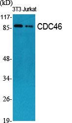 CDC46 Polyclonal Antibody