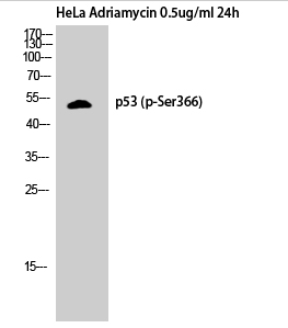 p53 (phospho Ser366) Polyclonal Antibody