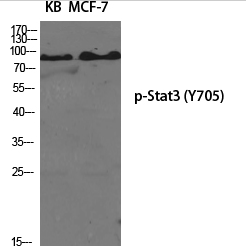 Stat3 (phospho Tyr705) Polyclonal Antibody