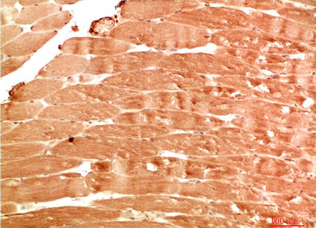 ATG4b Rabbit Polyclonal Antibody