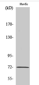 SH-PTP2 (phospho Tyr542) Polyclonal Antibody