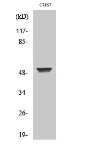 Cytokeratin 8 Polyclonal Antibody