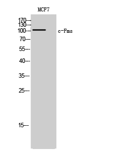 c-Fms Polyclonal Antibody