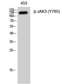 JAK3 (phospho Tyr785) Polyclonal Antibody