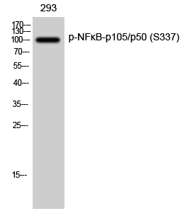 NFκB-p105/p50 (phospho Ser337) Polyclonal Antibody