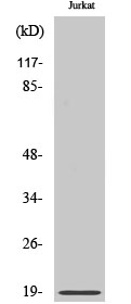 Op18 (phospho Ser25) Polyclonal Antibody