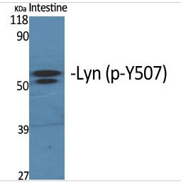 Lyn (phospho Tyr508) Polyclonal Antibody