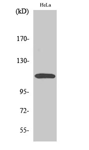 CARD 10 Polyclonal Antibody