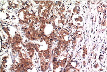 GSK3β Mouse Monoclonal Antibody(2C6)