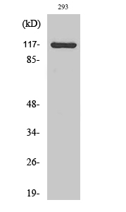 Cacna2d4 Polyclonal Antibody