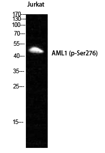 RUNX1 (phospho Ser249) Polyclonal Antibody
