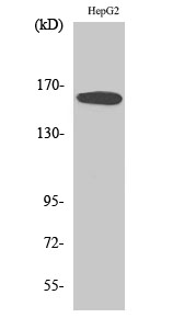 Bcr Polyclonal Antibody