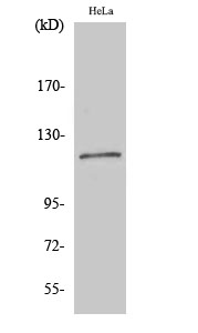 BubR1 Polyclonal Antibody