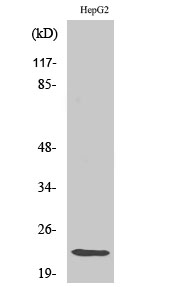 Caveolin-1 Polyclonal Antibody