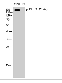 Flt-3 (phospho Tyr842) Polyclonal Antibody