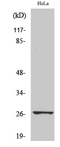 HSP27 (phospho Ser78) Polyclonal Antibody
