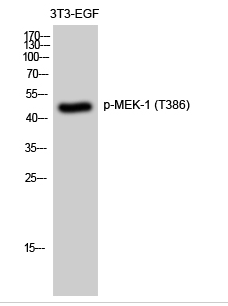 MEK-1 (phospho Thr386) Polyclonal Antibody
