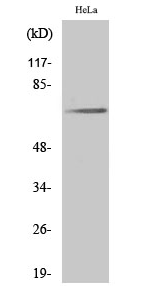 Paxillin (phospho Tyr31) Polyclonal Antibody