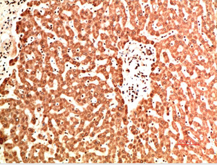 Collagen IV Mouse Monoclonal Antibody(9A7)