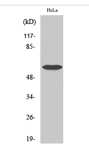 Smad1 (phospho Ser465) Polyclonal Antibody