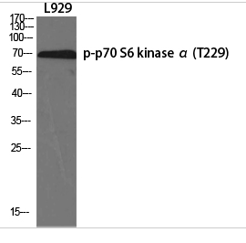 p70 S6 kinase α (phospho Thr229) Polyclonal Antibody