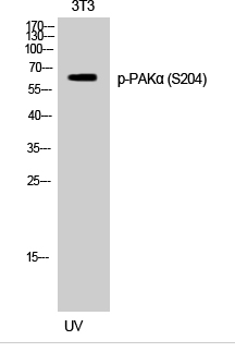 PAKα (phospho Ser204) Polyclonal Antibody