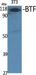 BTF Polyclonal Antibody