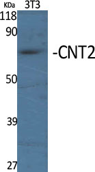 CNT2 Polyclonal Antibody