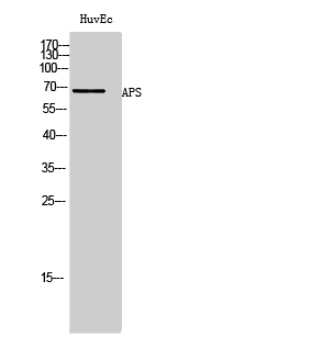 APS Polyclonal Antibody