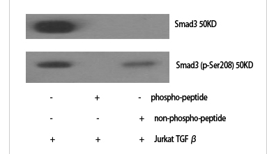 Smad3 (phospho Ser208) Polyclonal Antibody