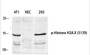 Histone H2A.X (phospho Ser139) Polyclonal Antibody