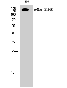 Neu (phospho Tyr1248) Polyclonal Antibody