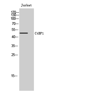 CtBP1 Polyclonal Antibody