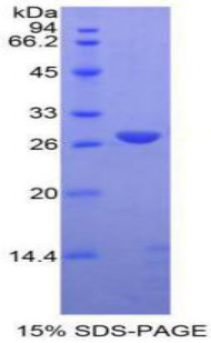 Recombinant A Disintegrin And Metalloprotease 10 (ADAM10)