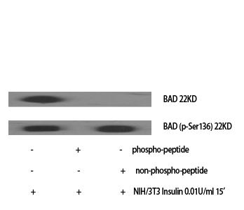 Bad Polyclonal Antibody