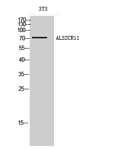 ALS2CR11 Polyclonal Antibody