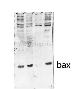 Bax Polyclonal Antibody